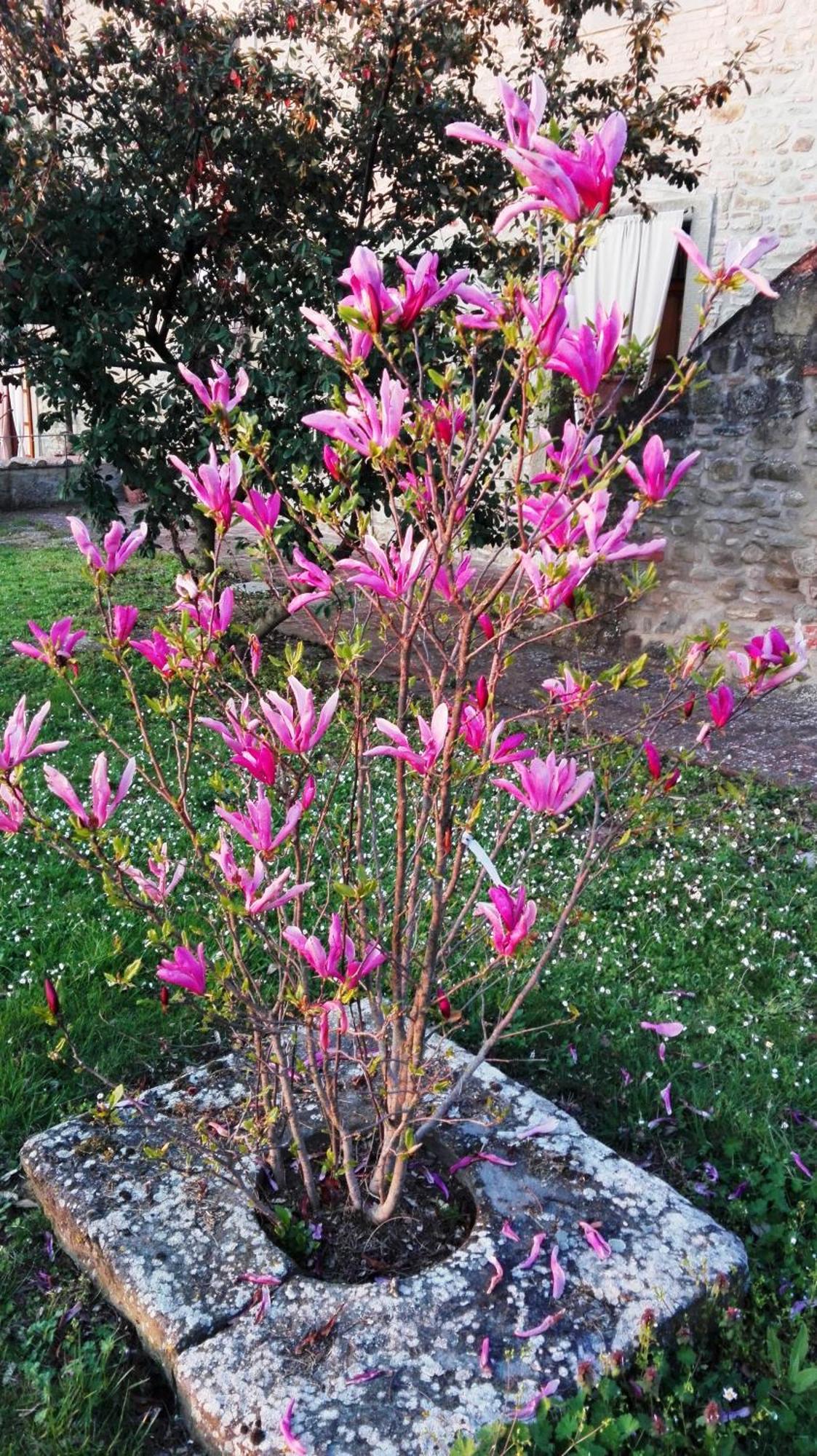 Il Gelso Leilighet Cortona Eksteriør bilde